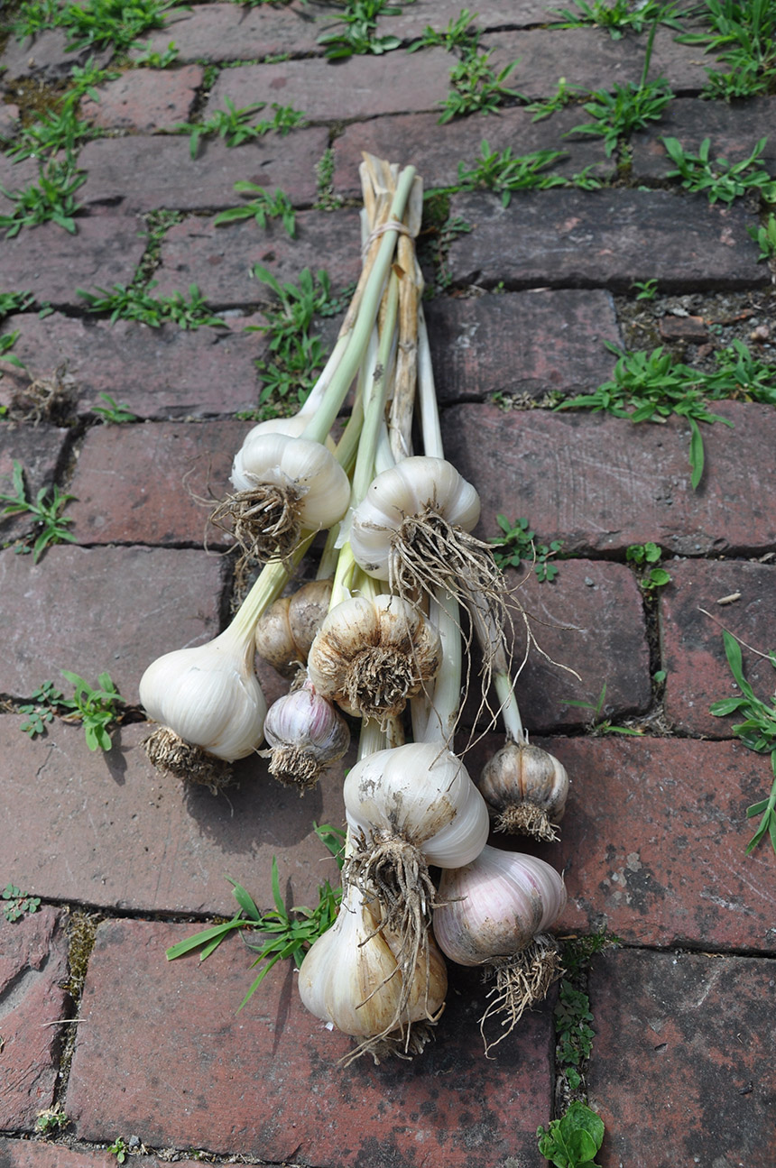 Planting garlic in new england information