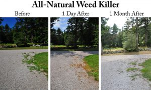 Diy All Natural Weed Killer Results And Best Practices New England Pastoral