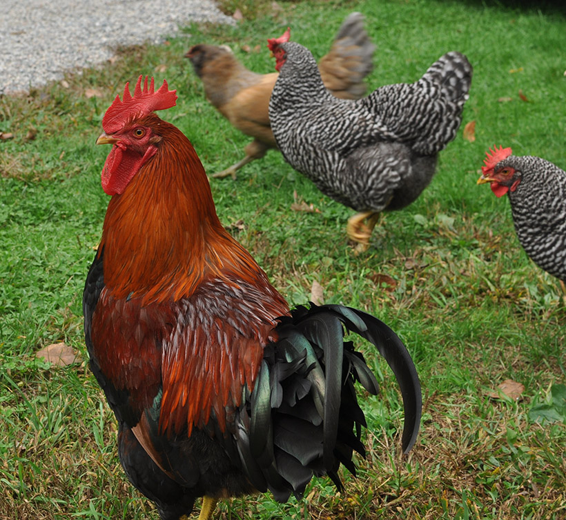 Chickens – New England Pastoral